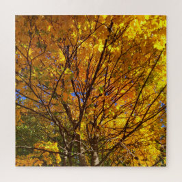 Gelber Fall Foliage