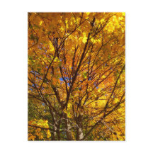 Gelber Fall Foliage