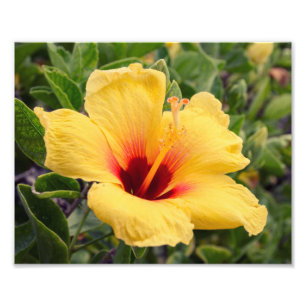 Gelber Foto-Druck der Hibiskus-Blumen-  Fotodruck