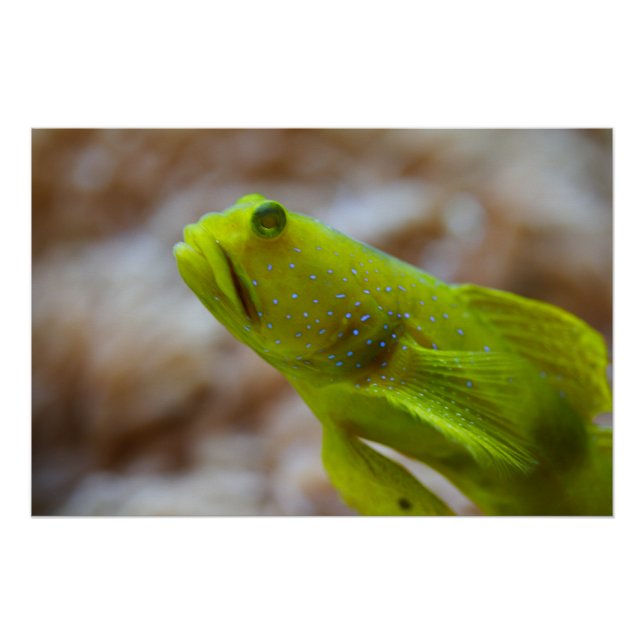 Gelber Garnkröse Poster (Vorderseite)