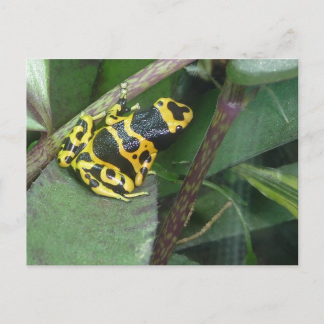 Gelber Gift-Arrow-Frosch Postkarte (Vorderseite)