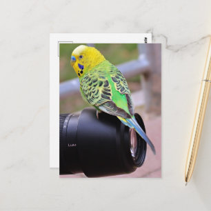 Gelber, grüner und blauer Exotic Bird auf Kamerasy Postkarte