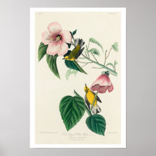 Gelber Halbblüter von Audubon Poster