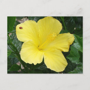 Gelber Hibiskus Blume Postkarte