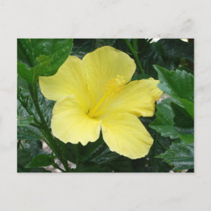 Gelber Hibiskus Blume Postkarte