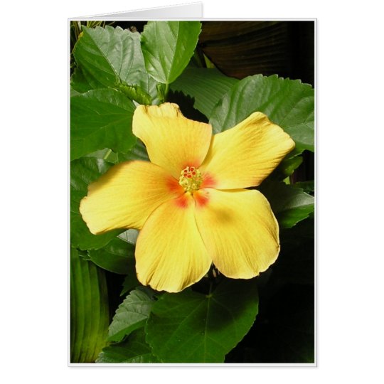 Gelber Hibiskus Karte