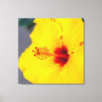 Gelber Hibiskus