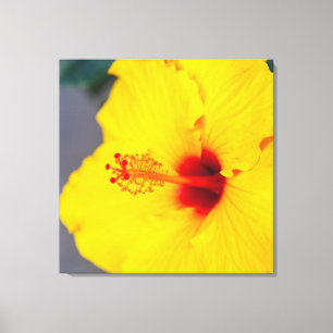 Gelber Hibiskus Leinwanddruck