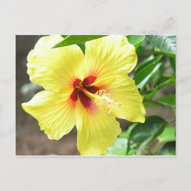 Gelber Hibiskus Postkarte (Vorderseite)