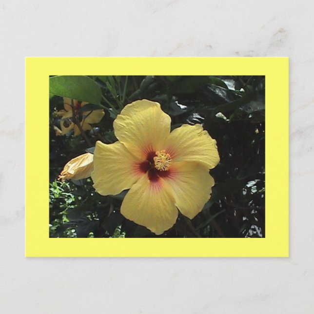 Gelber Hibiskus Postkarte (Vorderseite)
