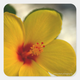 Gelber Hibiskus Quadratischer Aufkleber
