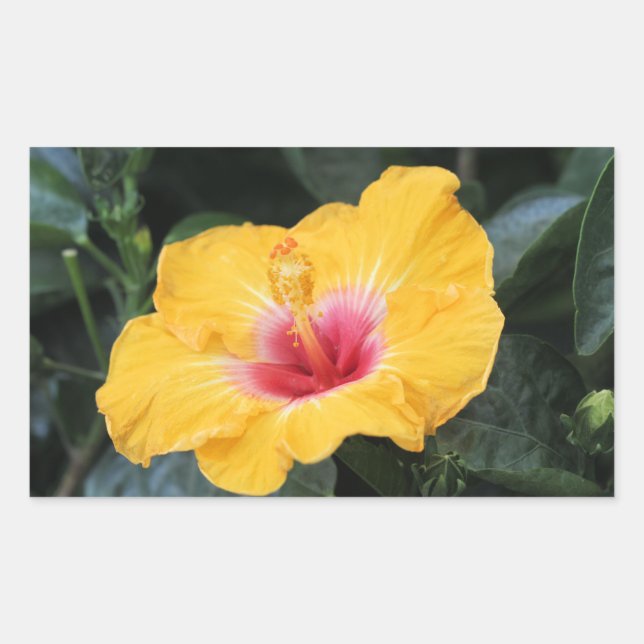 Gelber Hibiskus Rechteckiger Aufkleber (Vorderseite)