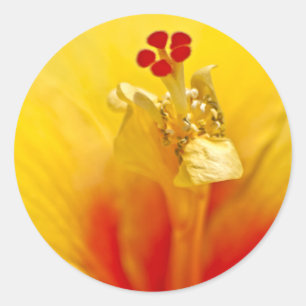 Gelber Hibiskus Runder Aufkleber
