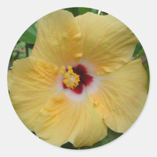 Gelber Hibiskus Runder Aufkleber