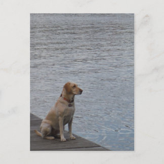 Gelber Hund auf Dock Postkarte