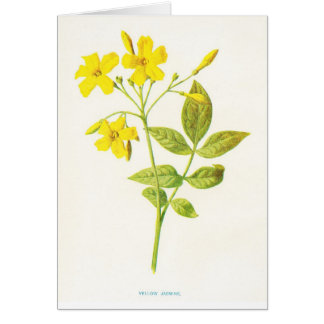 Gelber Jasmin-Vintage botanische Illustration
