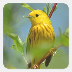 Gelber Kanarienvogel Quadratischer Aufkleber