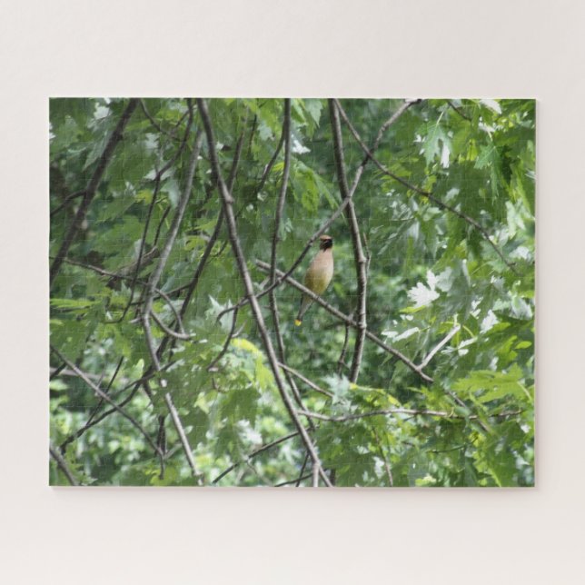 Gelber Kardinal (Horizontal)