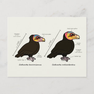 Gelber-Kopf-Greater / Lesser Postkarte