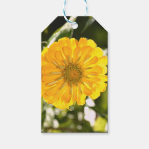 Gelber Kosmo, gelbe Blume, gelbe Blüte Geschenkanhänger