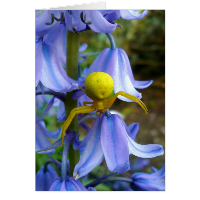 Gelber Krab / Blume Spider (Vorne)