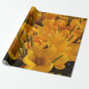 Gelber Krokus flavus - Goldgelbe Blüten   Geschenkpapier