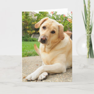 Gelber Labrador-Hund Karte