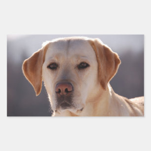 Gelber Labrador Retriever Rechteckiger Aufkleber