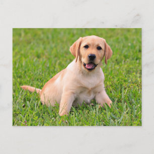 Gelber Labrador Retriever Welpe Postkarte