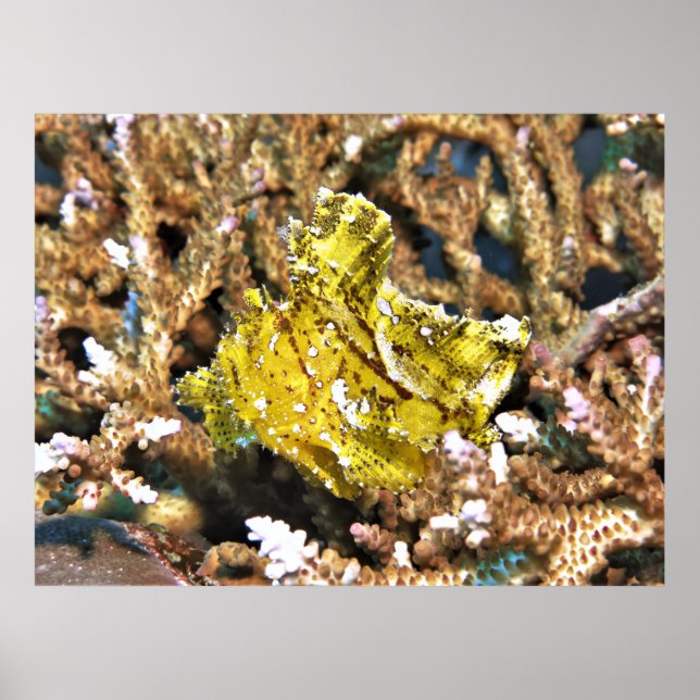 Gelber Leaf Scorpionfish Poster (Vorne)