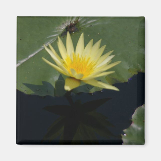 Gelber Lotus-Wasserlilie-Magnet Magnet (Vorne)