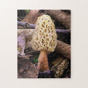 Gelber Morchel-Pilz