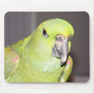 Gelber-Naped Amazonas-Papagei Mousepad