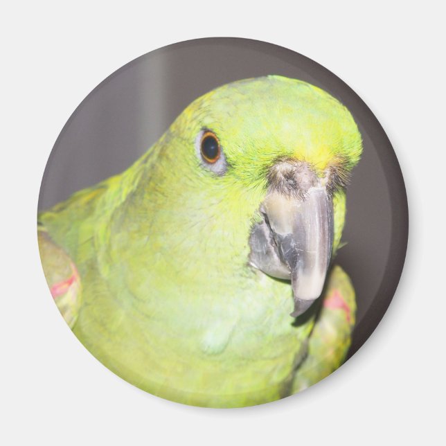 Gelber Neapel Amazon Parrot Magnet (Vorne)