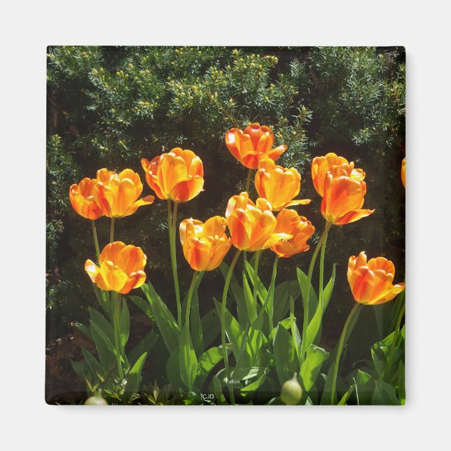 Gelber Orange-Tulip-Magnet Magnet (Vorne)