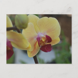 Gelber Orchid aus Grödner Festival 2011 Postkarte