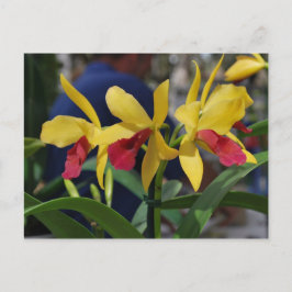 Gelber Orchid aus Vero Beach, FL Postkarte