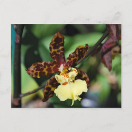 Gelber Orchid aus Vero Beach, FL Postkarte