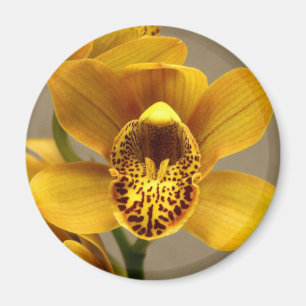 Gelber Orchideenmagnet Magnet