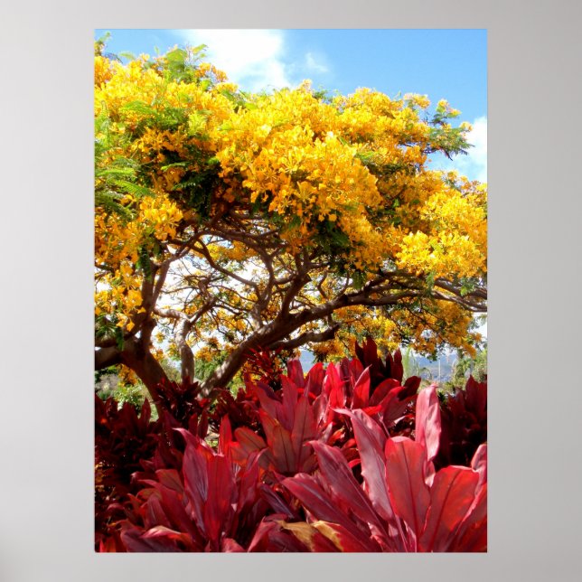 Gelber Poinciana-Baum und Rote Ti-Pflanze Poster (Vorne)