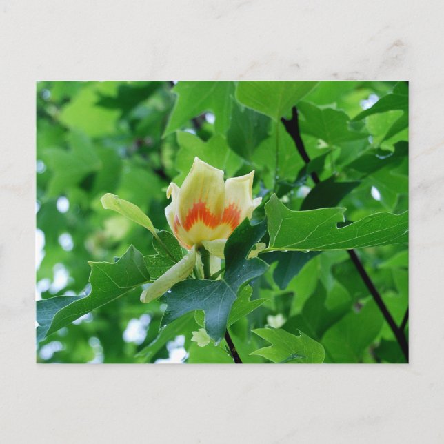 Gelber Poplar Tulip Postkarte (Vorderseite)