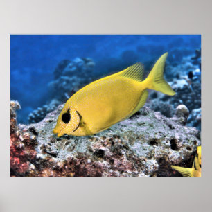 Gelber Rabbiter Poster