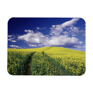 Gelber Raps im Whitman County, Washington Magnet
