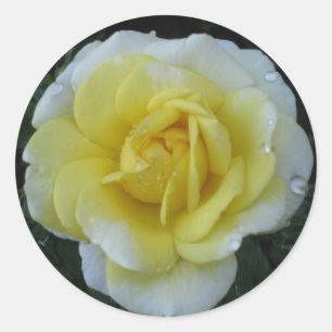 Gelber Rosen-Aufkleber Runder Aufkleber
