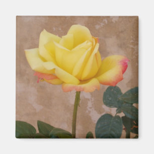 Gelber Rosen-Magnet Magnet