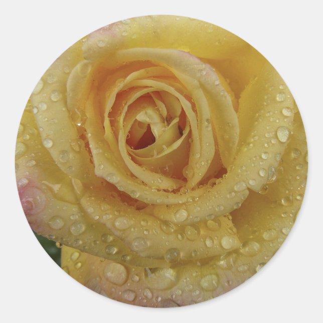 Gelber Rosenaufkleber Runder Aufkleber (Vorderseite)
