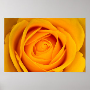 Gelber Rosenblumenposter Poster