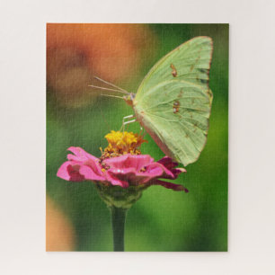 Gelber Schmetterling auf rosa Blume Natur großes P