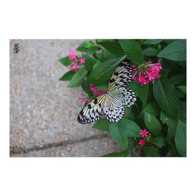 Gelber Schmetterling Fotodruck (Vorne)