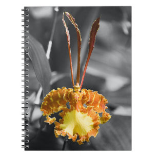 Gelber Schmetterling Orchid-Blume Notizblock